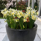 Narcissus Toto 9/10cm