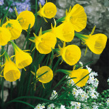 Narcissus Bulbocodium Conspicuous 6/7cm Narcissus Bulbocodium Conspicuous 6/7cm