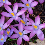 Crocus Tommasinianus Roseus