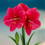 Amaryllis Hercules 34cm+