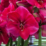 Amaryllis Hercules 34cm+