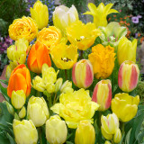 Tulip Yellow Blend Mixed Tulip Yellow Blend Mixed