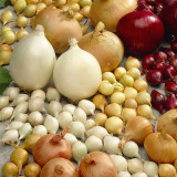 Onion Jetset (25kg)