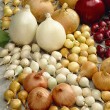 Onion Snowball White (12.5kg)