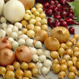 Shallot Golden Gourmet 12.5kg