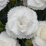 Dianthus Devon Haytor White