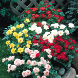 Patio Roses