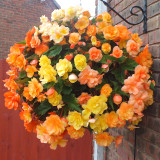 Begonia Illuminations Apricot Shades