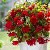 Begonia Illuminations Red