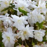 Begonia Illuminations Collection