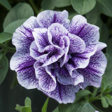 Petunia Double Tumbelina Priscilla