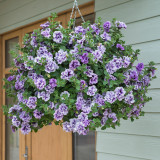 Petunia Double Tumbelina Priscilla
