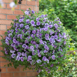 Petunia Double Tumbelina Priscilla