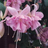 Fuchsia Trailing Hollys Beauty