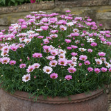 Argyranthemum Grandaisy Pink Halo