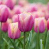 Tulip Holland Beauty 11-12cm