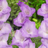 Gladioli Mediterranean