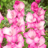 Gladioli Fado