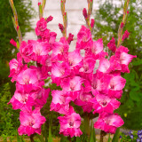 GladiolI Fairytail Pink