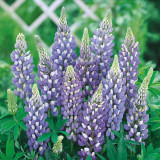 Lupins Gallery Blue