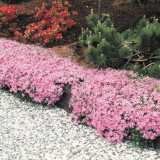 Phlox subulata Pink