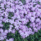 Phlox subulata Lilac