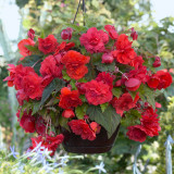 Begonia Red Glory