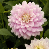 Dahlia Offshore Dream