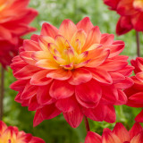 Dahlia Red Silence