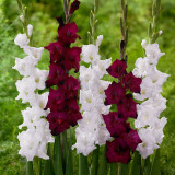 Gladioli Snowdon