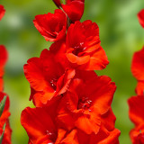 Gladioli Advance