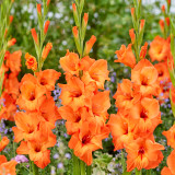 Gladioli Prince of Orange