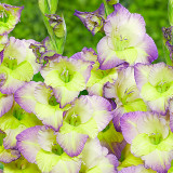 Gladioli Moonlight Shadow