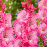 Gladiolus Violet King