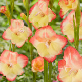 Gladioli Las Vegas