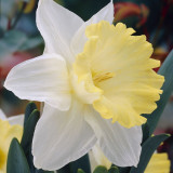 Narcissus Ellen 25kg