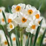 Narcissus Geranium 25kg