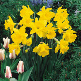 Narcissus Golden Harvest 25kg Narcissus Golden Harvest 25kg