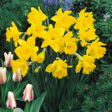 Narcissus Golden Harvest 25kg