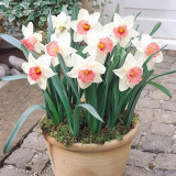 Narcissus Salome 25kg