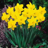 Narcissus St Keverne 25kg