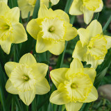 Narcissus St Patricks Day 25kg Narcissus St Patricks Day 25kg