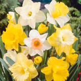Narcissus Trumpet Mixed 12.5kg Narcissus Trumpet Mixed 12.5kg