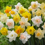 Narcissus Trumpet Mixed 12.5kg Narcissus Trumpet Mixed 12.5kg