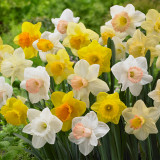 Narcissus Trumpet Mixed 12.5kg