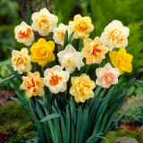 Narcissus Double Mixed 12.5kg