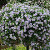 Bacopa Scopia Blue Sensation