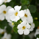 Bacopa Scopia White