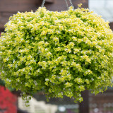 Bacopa Scopia Golden Leaf White