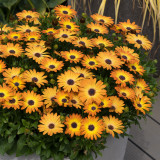 60 Osteospermum Serenity Sunshine Beauty